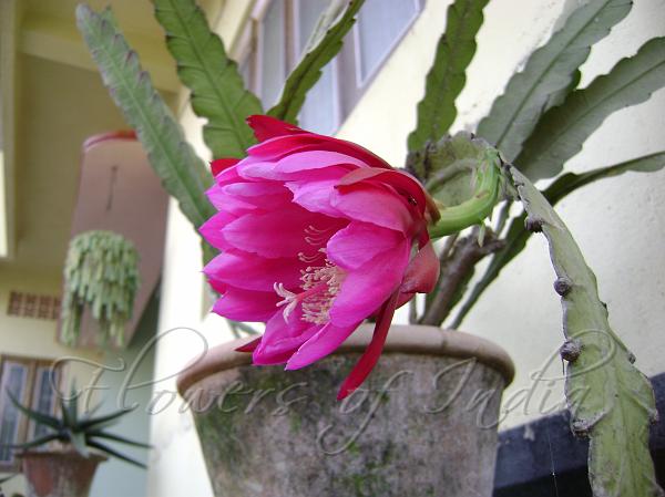 Orchid Cactus pink